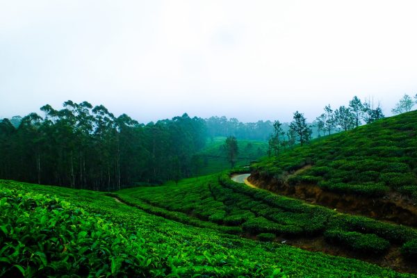 cool-coffee-india-tea-leaves-forest