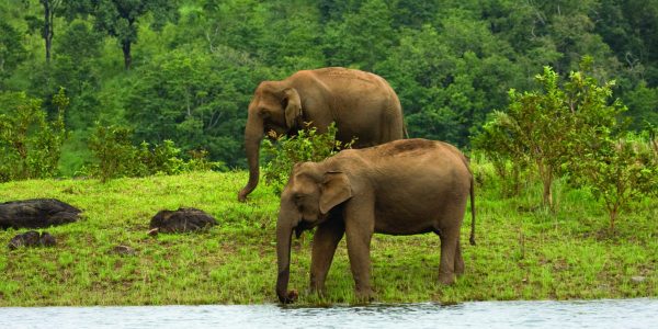 elephants_at_thekkady_48-2048x1366