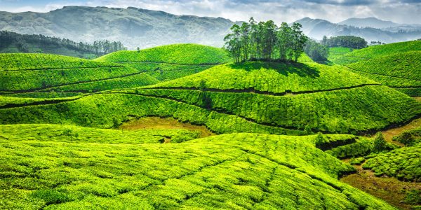 indien-kerala-munnar-teeplantagen